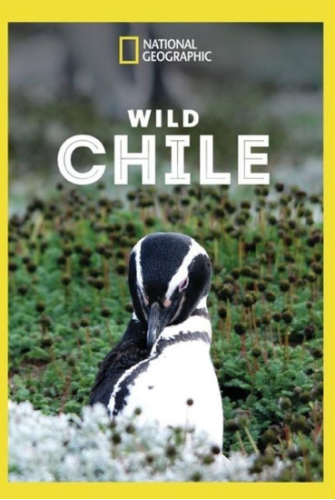 Destination Wild Chile, NatGeo