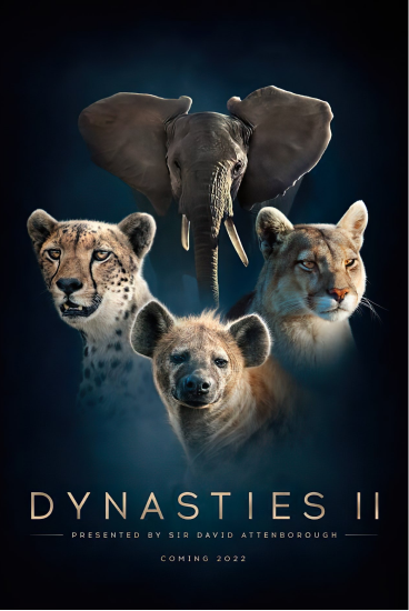 Dynasties II puma episode, filmed with chilean crew