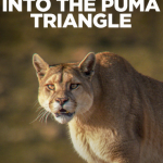Into the puma triangle Chile
