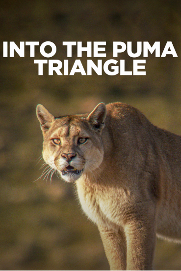 Into the puma triangle Chile