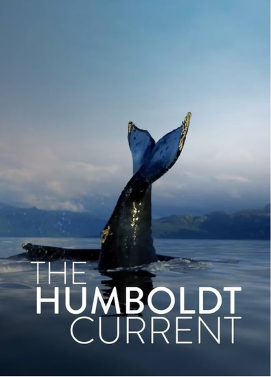 The humboldt current chilean team production