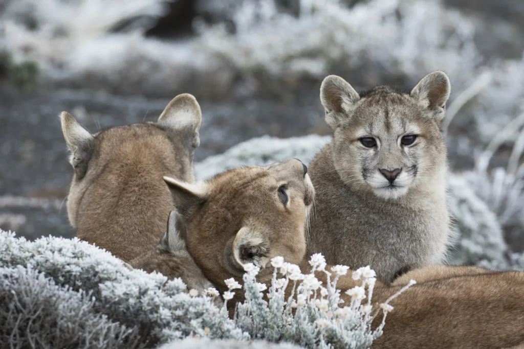Pumas_18-scaled